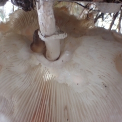 Macrolepiota dolichaula at Cook, ACT - 31 Mar 2022 08:51 AM