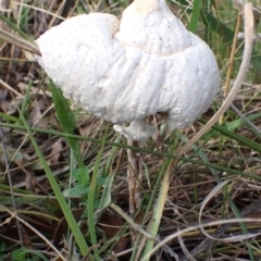 Macrolepiota dolichaula (Macrolepiota dolichaula) at Cook, ACT - 22 Mar 2022 by drakes