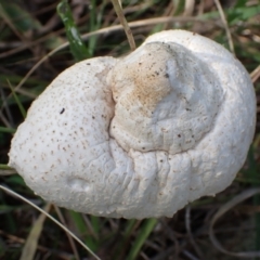 Macrolepiota dolichaula at Cook, ACT - 23 Mar 2022 09:05 AM