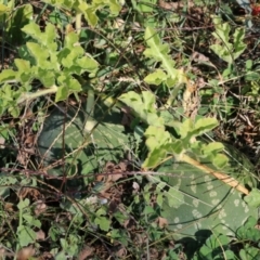 Citrullus amarus (Wild Melon, Camel Melon, Bitter Melon) at Felltimber Creek NCR - 27 Mar 2022 by KylieWaldon