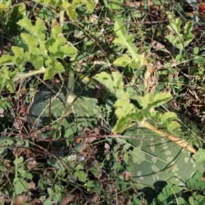 Citrullus amarus at West Wodonga, VIC - 27 Mar 2022