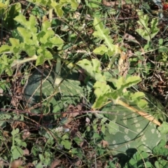 Citrullus amarus (Wild Melon, Camel Melon, Bitter Melon) at West Wodonga, VIC - 26 Mar 2022 by KylieWaldon