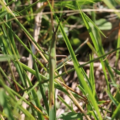 Acrida conica (Giant green slantface) at Felltimber Creek NCR - 26 Mar 2022 by KylieWaldon