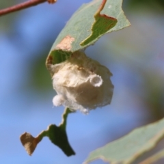 Unverified Insect at West Wodonga, VIC - 27 Mar 2022 by KylieWaldon