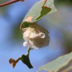 Unidentified Insect at Felltimber Creek NCR - 26 Mar 2022 by KylieWaldon