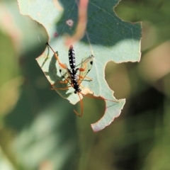 Echthromorpha intricatoria (Cream-spotted Ichneumon) at West Wodonga, VIC - 26 Mar 2022 by KylieWaldon