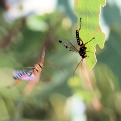 Echthromorpha intricatoria at West Wodonga, VIC - 27 Mar 2022 08:55 AM