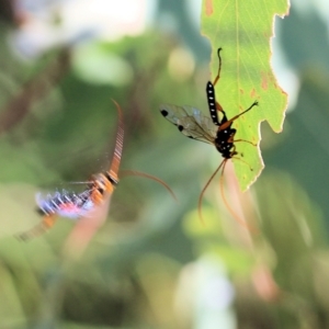 Echthromorpha intricatoria at West Wodonga, VIC - 27 Mar 2022