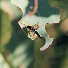 Echthromorpha intricatoria at West Wodonga, VIC - 27 Mar 2022 08:55 AM