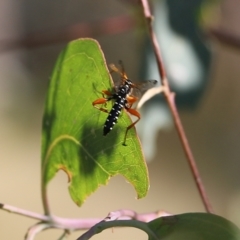 Echthromorpha intricatoria at West Wodonga, VIC - 27 Mar 2022 08:55 AM