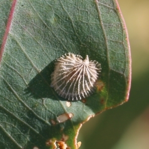 Creiis costatus at West Wodonga, VIC - 27 Mar 2022