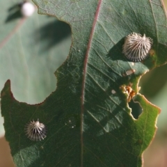 Creiis costatus at West Wodonga, VIC - 27 Mar 2022