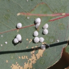 Glycaspis sp. (genus) (Unidentified sugary lerp) at Wodonga - 26 Mar 2022 by KylieWaldon