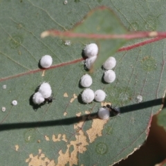 Glycaspis sp. (genus) (Unidentified sugary lerp) at West Wodonga, VIC - 27 Mar 2022 by KylieWaldon