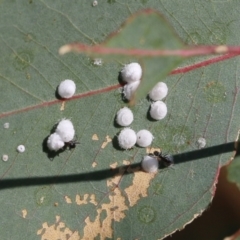 Glycaspis sp. (genus) (Unidentified sugary lerp) at West Wodonga, VIC - 27 Mar 2022 by KylieWaldon