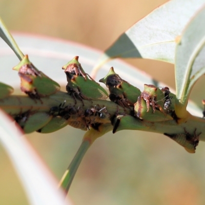 Sextius virescens (Acacia horned treehopper) at Felltimber Creek NCR - 26 Mar 2022 by KylieWaldon