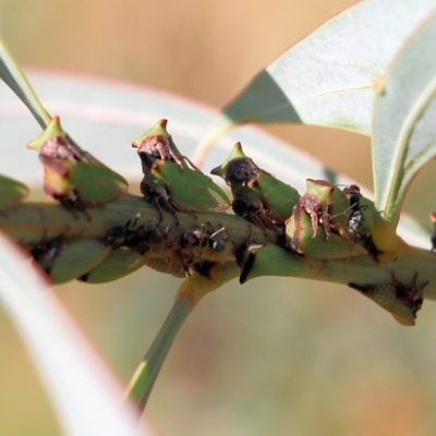 Sextius virescens (Acacia horned treehopper) at West Wodonga, VIC - 27 Mar 2022 by KylieWaldon