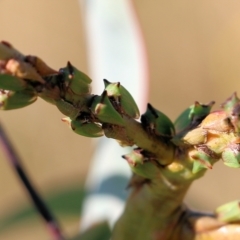 Sextius virescens at West Wodonga, VIC - 27 Mar 2022 08:38 AM