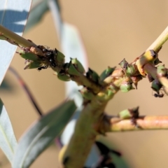 Sextius virescens at West Wodonga, VIC - 27 Mar 2022 08:38 AM