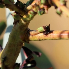 Sextius virescens at West Wodonga, VIC - 27 Mar 2022 08:38 AM