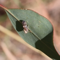 Brunotartessus fulvus (Yellow-headed Leafhopper) at West Wodonga, VIC - 27 Mar 2022 by KylieWaldon