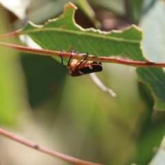 Eurymelinae (subfamily) (Unidentified eurymeline leafhopper) at Felltimber Creek NCR - 26 Mar 2022 by KylieWaldon