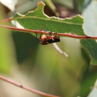 Eurymelinae (subfamily) (Unidentified eurymeline leafhopper) at Felltimber Creek NCR - 26 Mar 2022 by KylieWaldon