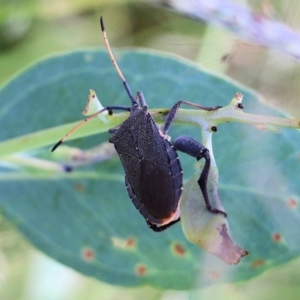 Amorbus (genus) at West Wodonga, VIC - 27 Mar 2022 09:08 AM