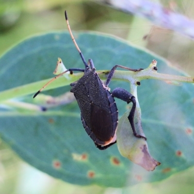 Amorbus (genus) (Eucalyptus Tip bug) at West Wodonga, VIC - 27 Mar 2022 by KylieWaldon