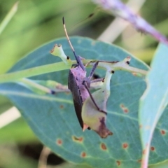 Amorbus (genus) at West Wodonga, VIC - 27 Mar 2022 09:08 AM