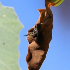 Pentatomidae (family) (Shield or Stink bug) at West Wodonga, VIC - 27 Mar 2022 by KylieWaldon