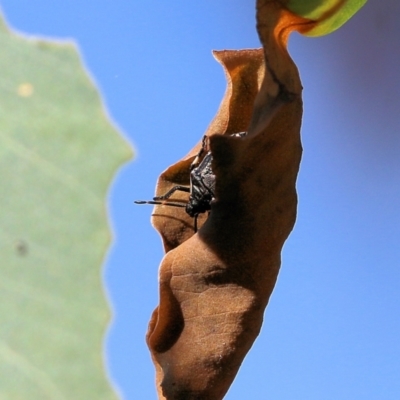 Pentatomidae (family) (Shield or Stink bug) at Wodonga - 26 Mar 2022 by KylieWaldon