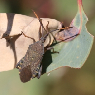 Amorbus sp. (genus) (Eucalyptus Tip bug) at Wodonga - 26 Mar 2022 by KylieWaldon