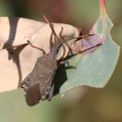 Amorbus sp. (genus) (Eucalyptus Tip bug) at West Wodonga, VIC - 26 Mar 2022 by KylieWaldon