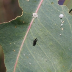 Sciaridae sp. (family) (Black fungus gnat) at West Wodonga, VIC - 27 Mar 2022 by KylieWaldon