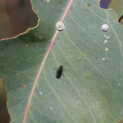 Sciaridae sp. (family) (Black fungus gnat) at Felltimber Creek NCR - 26 Mar 2022 by KylieWaldon