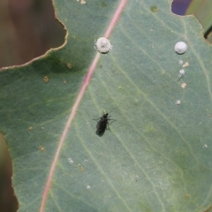 Sciaridae sp. (family) (Black fungus gnat) at West Wodonga, VIC - 26 Mar 2022 by KylieWaldon