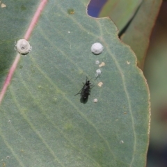 Sciaridae sp. (family) at West Wodonga, VIC - 27 Mar 2022