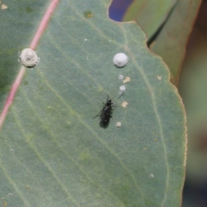 Sciaridae sp. (family) at West Wodonga, VIC - 27 Mar 2022 08:48 AM