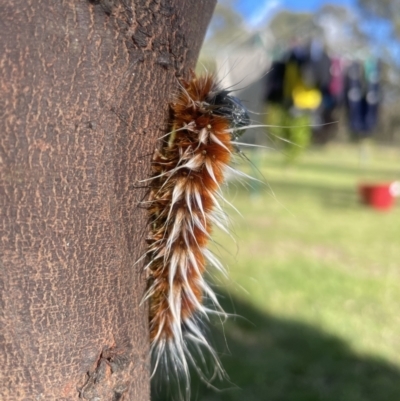 Unidentified Moth (Lepidoptera) at Armidale, NSW - 1 Apr 2022 by Addz