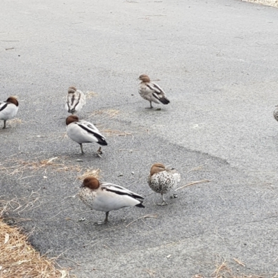 Chenonetta jubata (Australian Wood Duck) at Bawley Point, NSW - 2 Apr 2022 by MatthewFrawley