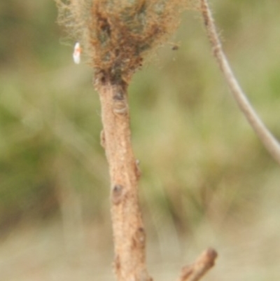 Unidentified Orb-weaving spider (several families) at Jerrabomberra, NSW - 29 Mar 2022 by Tmac