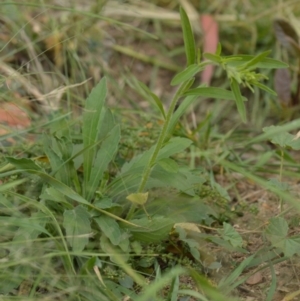 Erigeron sp. at Jerrabomberra, NSW - suppressed