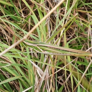 Acrida conica at Yass River, NSW - 29 Mar 2022 03:28 PM