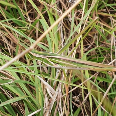 Acrida conica (Giant green slantface) at Yass River, NSW - 29 Mar 2022 by SenexRugosus