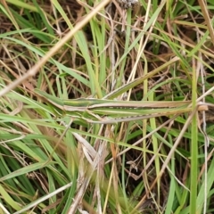 Acrida conica at Yass River, NSW - 29 Mar 2022 03:28 PM