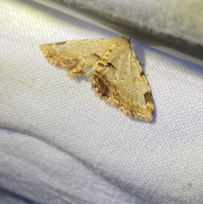 Sandava xylistis (Rusty Snout) at Hughes Garran Woodland - 1 Apr 2022 by Ned_Johnston