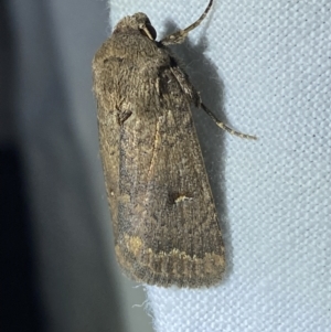 Proteuxoa hypochalchis at Garran, ACT - 1 Apr 2022