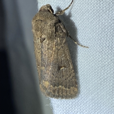 Proteuxoa hypochalchis (Black-bar Noctuid) at Red Hill to Yarralumla Creek - 1 Apr 2022 by Ned_Johnston