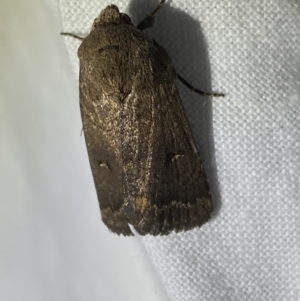 Proteuxoa hypochalchis at Garran, ACT - 1 Apr 2022